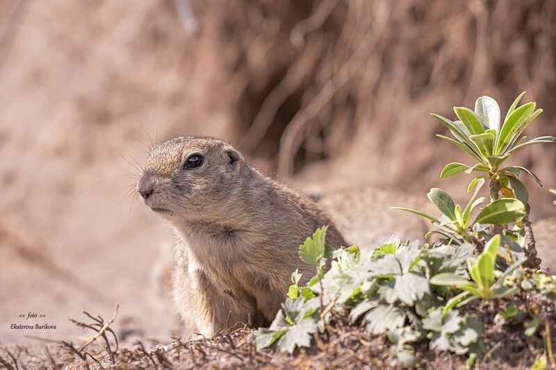 фото суслики, суслики.  фото превью