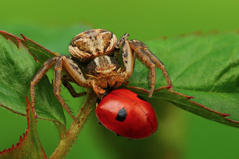макро, природа, животное, растение, цвет, фото, зеленый, красный, паук Обед фото превью
