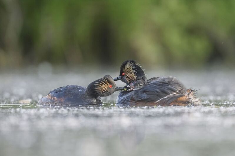 Черношейные поганки фото превью