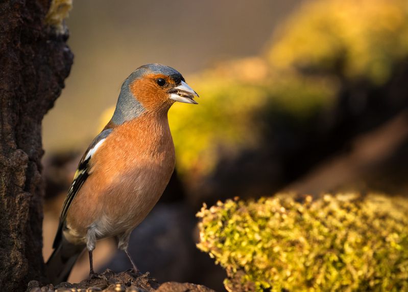 Finch фото превью