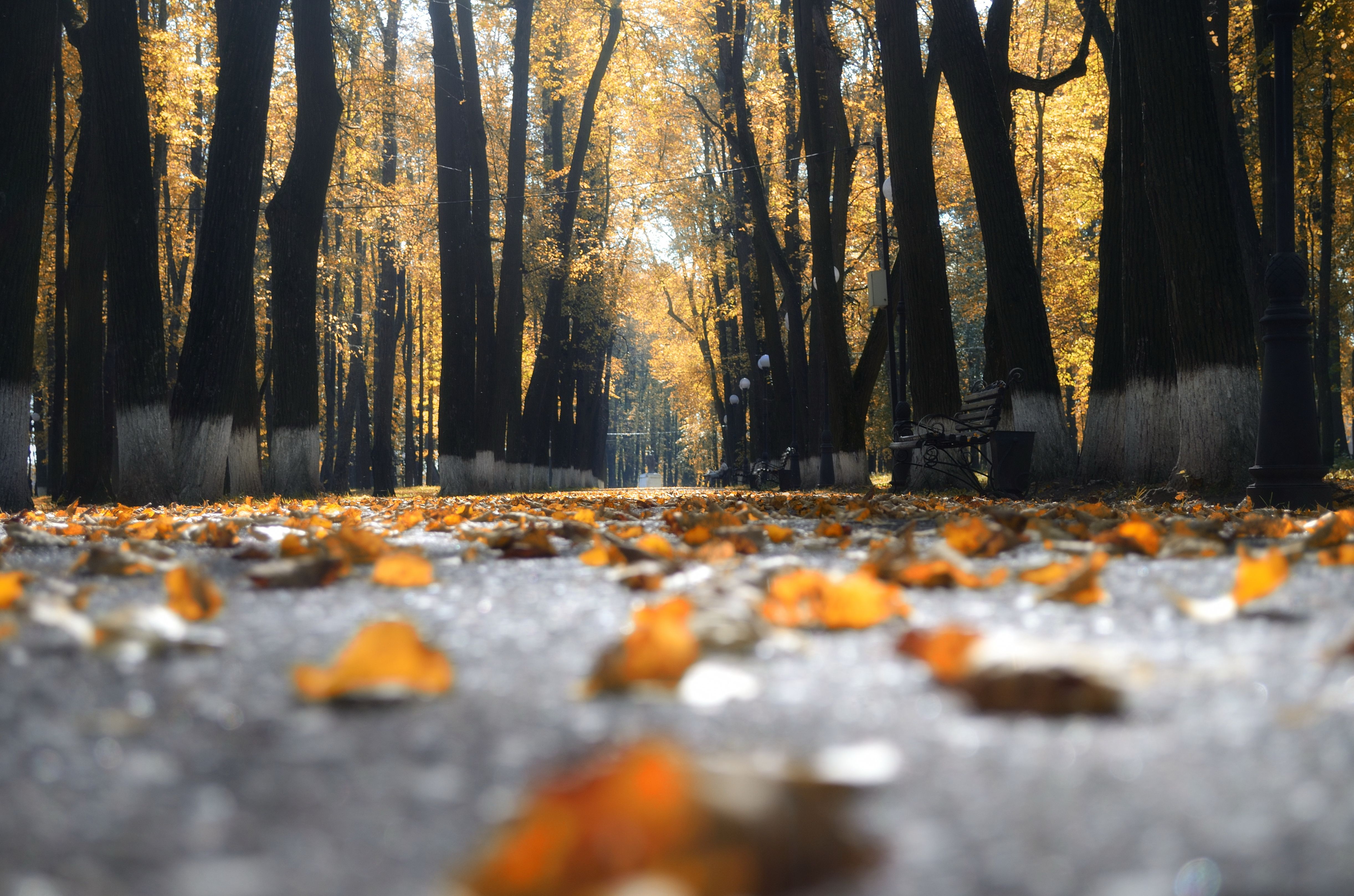 Вот и Осень..... фото превью