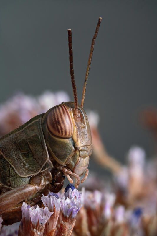 Acrididae фото превью