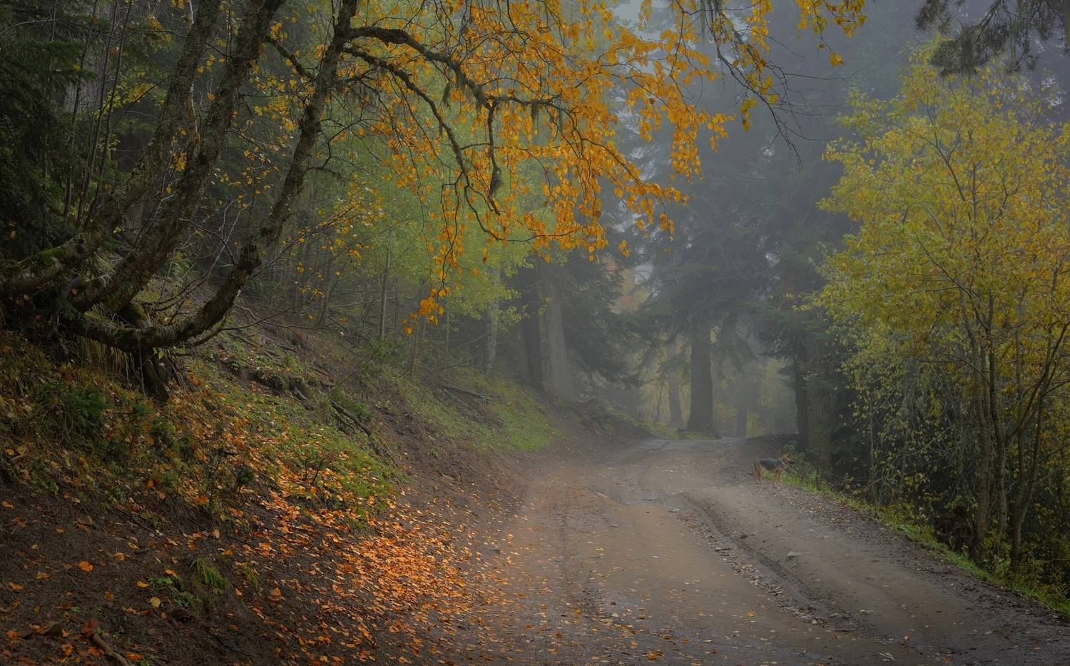 зима туман лес утро осень, Александр Жарников