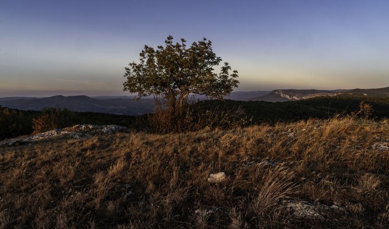 Россия, Крым, Бахчисарайский район, Голубинское сельское поселение, гора Бечку, Кабаний, Хамильский перевал, закат, дерево,  Одинокое дерево в закатных красках фото превью