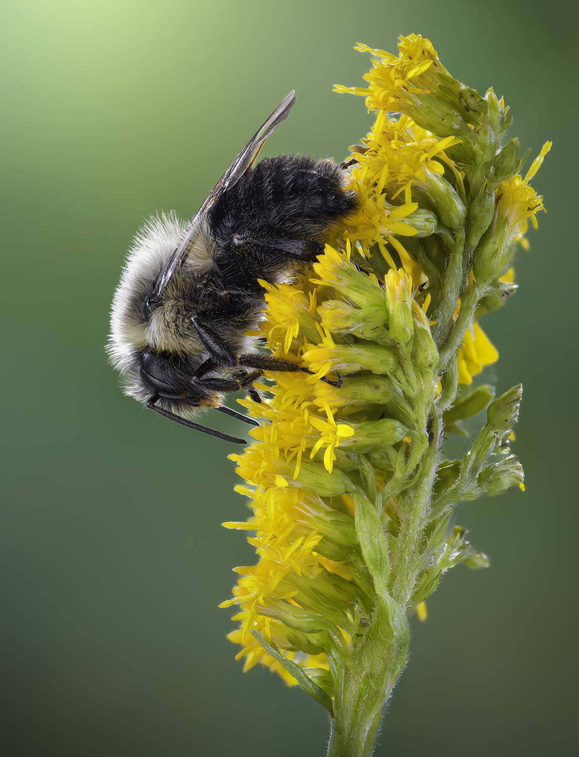 bee, bumblebee, insect, fall, autumn, stink bug, macro, leaves, season, seasons, camouflage, camouflaged, flower, floral, pink, Atul Saluja