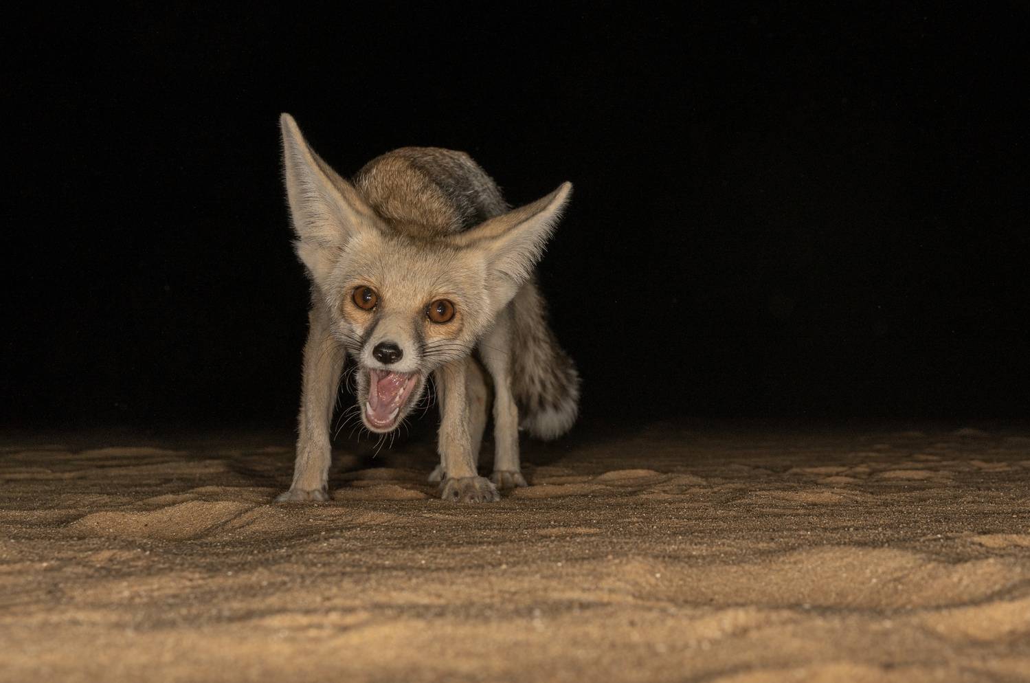 , Владимир Цветов