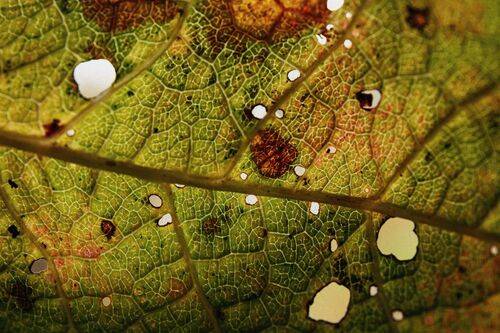 Осенние цвета