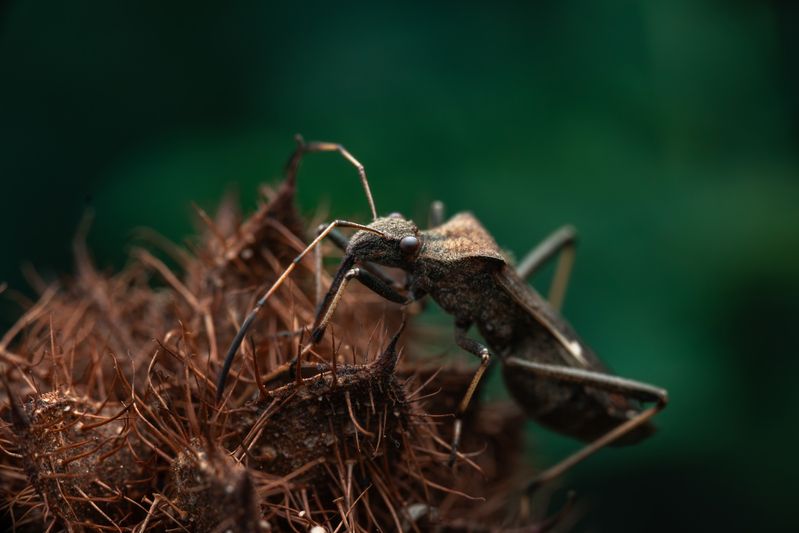 Megalotomus ornaticeps фото превью