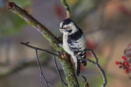 Малый пёстрый дятел