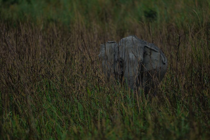 Asian Elephants фото превью