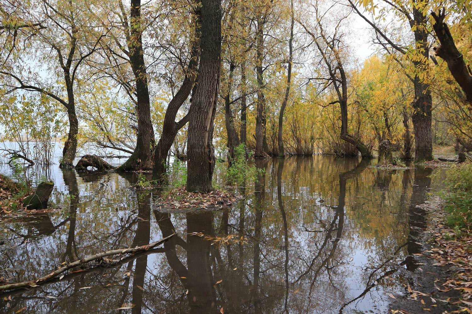 природа,река,осень,отражение, Козлова Галина