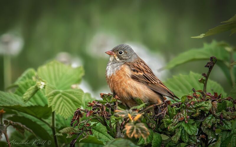 овсянка, садовая овсянка, emberiz hortulana Восседающая фото превью