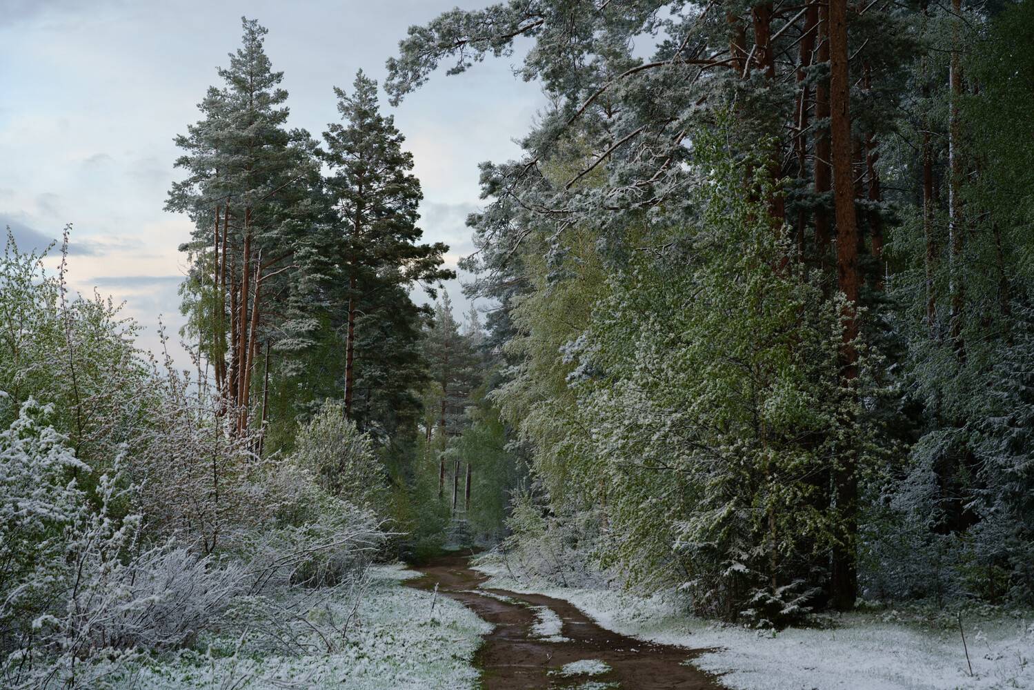 снег,весна,слякоть,подмосковье, Евгений Островский