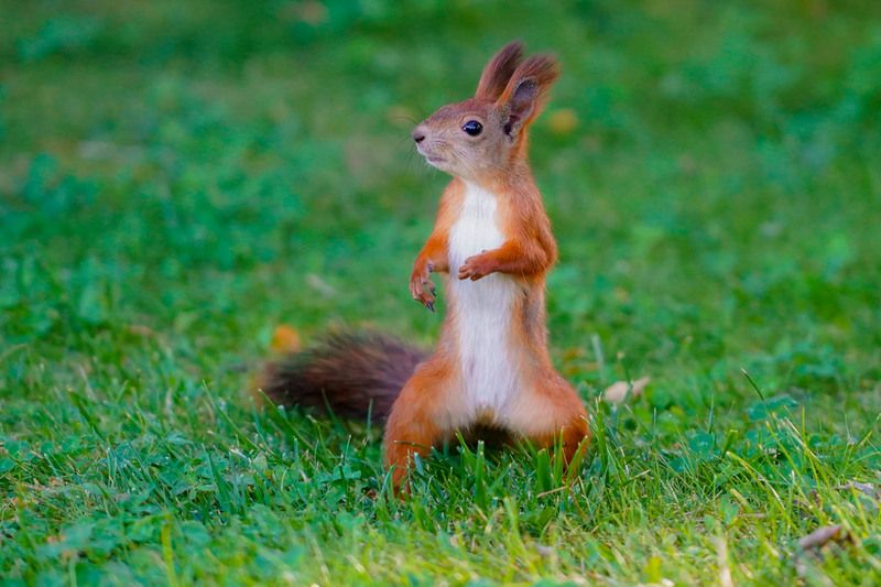 *** фото превью