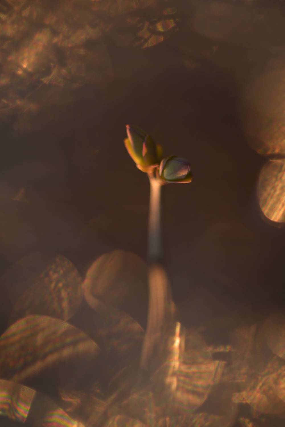 сирень, почки, весна, боке, блики, золотой, Соварцева Ксения