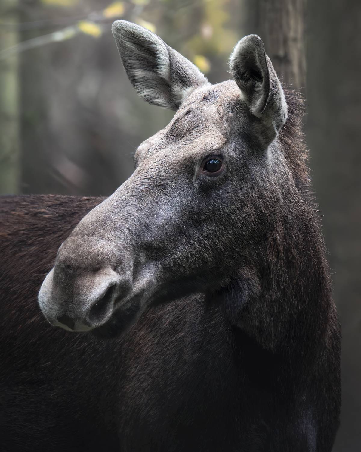 , Поляков Михаил
