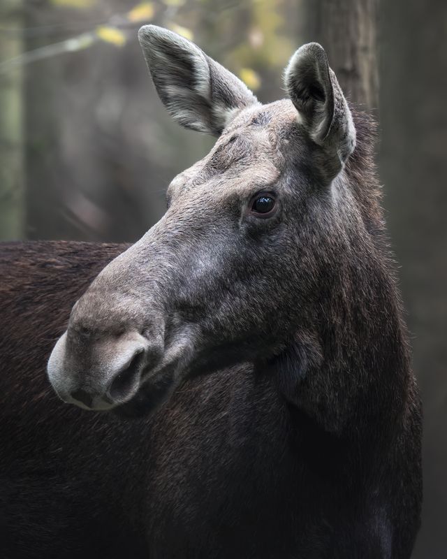 Европейский лось (Alces alces)  фото превью