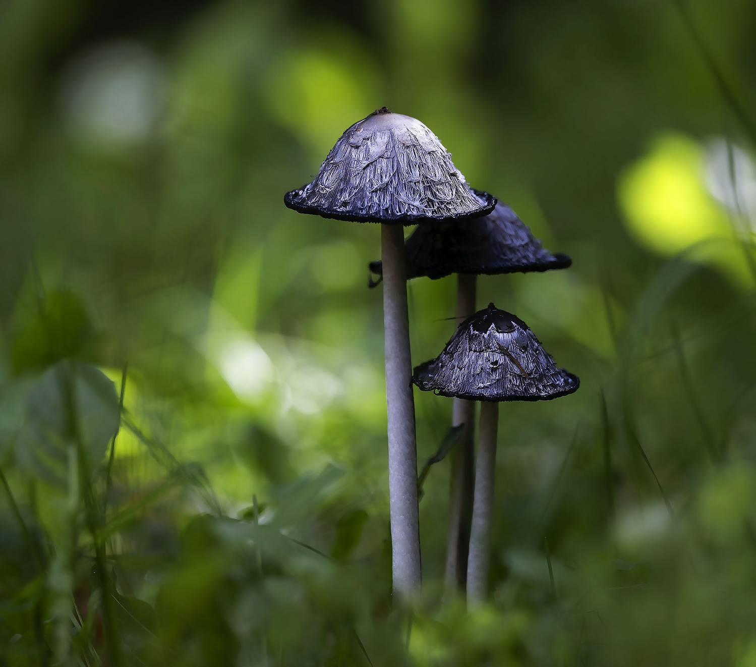 грибы, чернильные, лохматые, природа,mushrooms, forest, nature, Юлия Стукалова