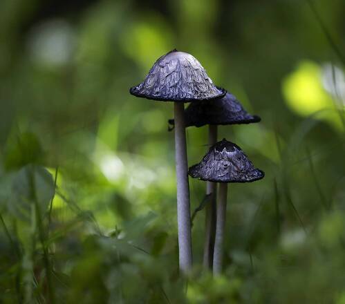 Лохматая компания