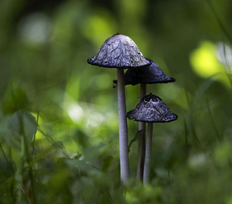 грибы, чернильные, лохматые, природа,mushrooms, forest, nature Лохматая компания фото превью