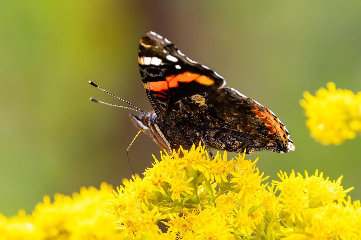, Александр Шипиленко
