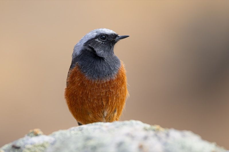 краснобрюхая горихвостка, птицы, горихвостка, алтай Краснобрюхая горихвостка фото превью