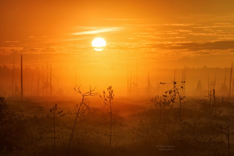 рассвет, утро, туман Золотой рассвет на болоте фото превью
