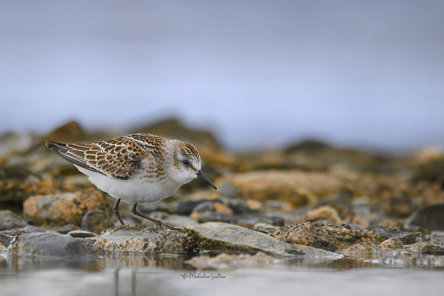 фотоохота, птица, кулики, осень, птицы, кулик-воробей, Медведева Светлана
