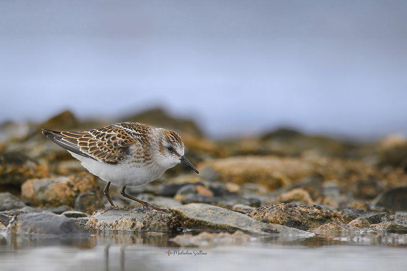 фотоохота, птица, кулики, осень, птицы, кулик-воробей Воробей...Кулик-воробей. фото превью