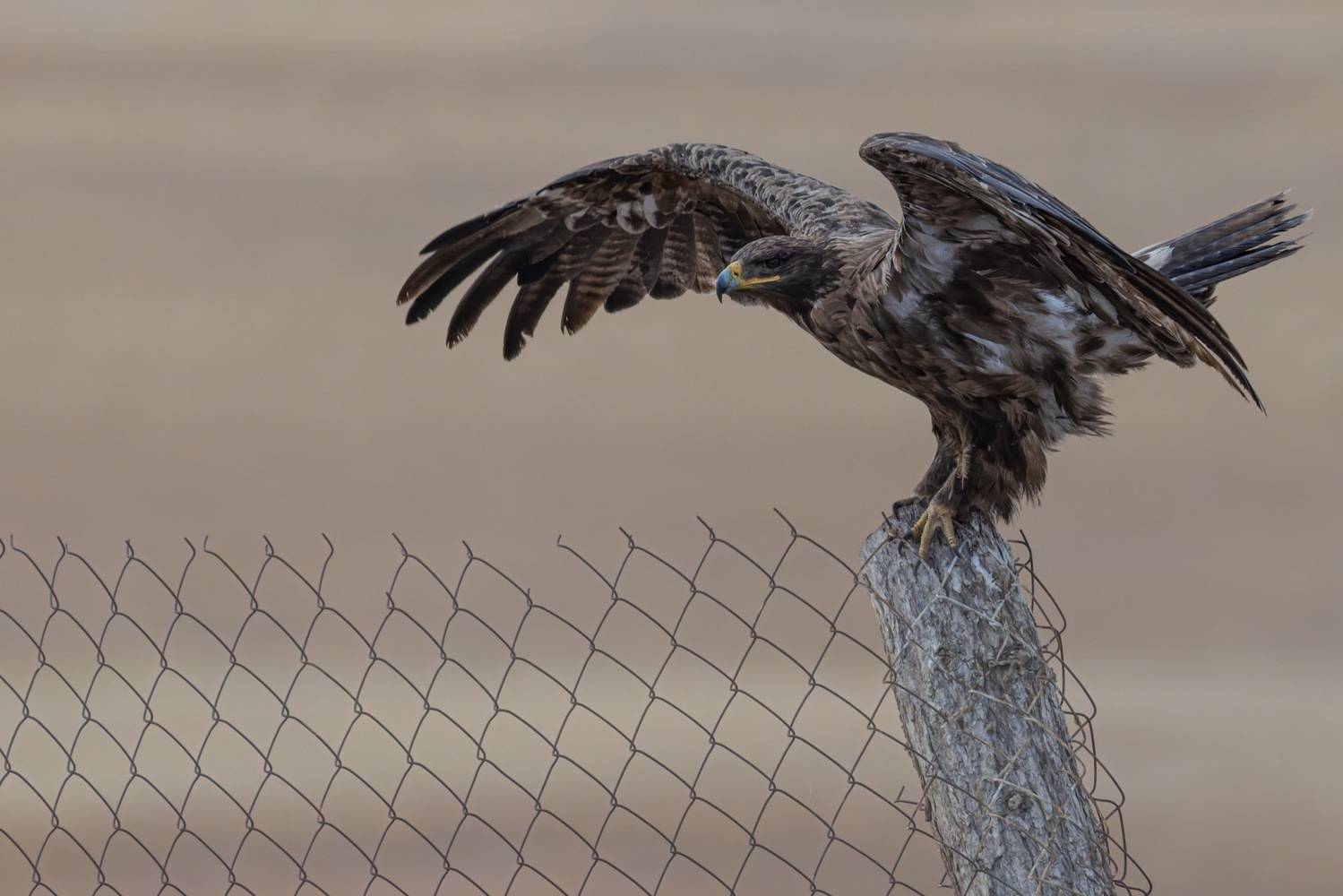 степной орел, орел, птицы, алтай, Ruslan Pl