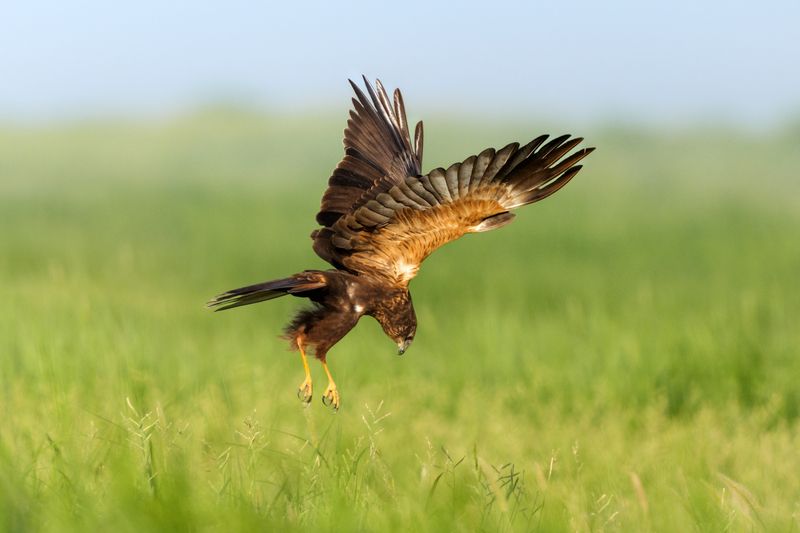 Болотный лунь фото превью