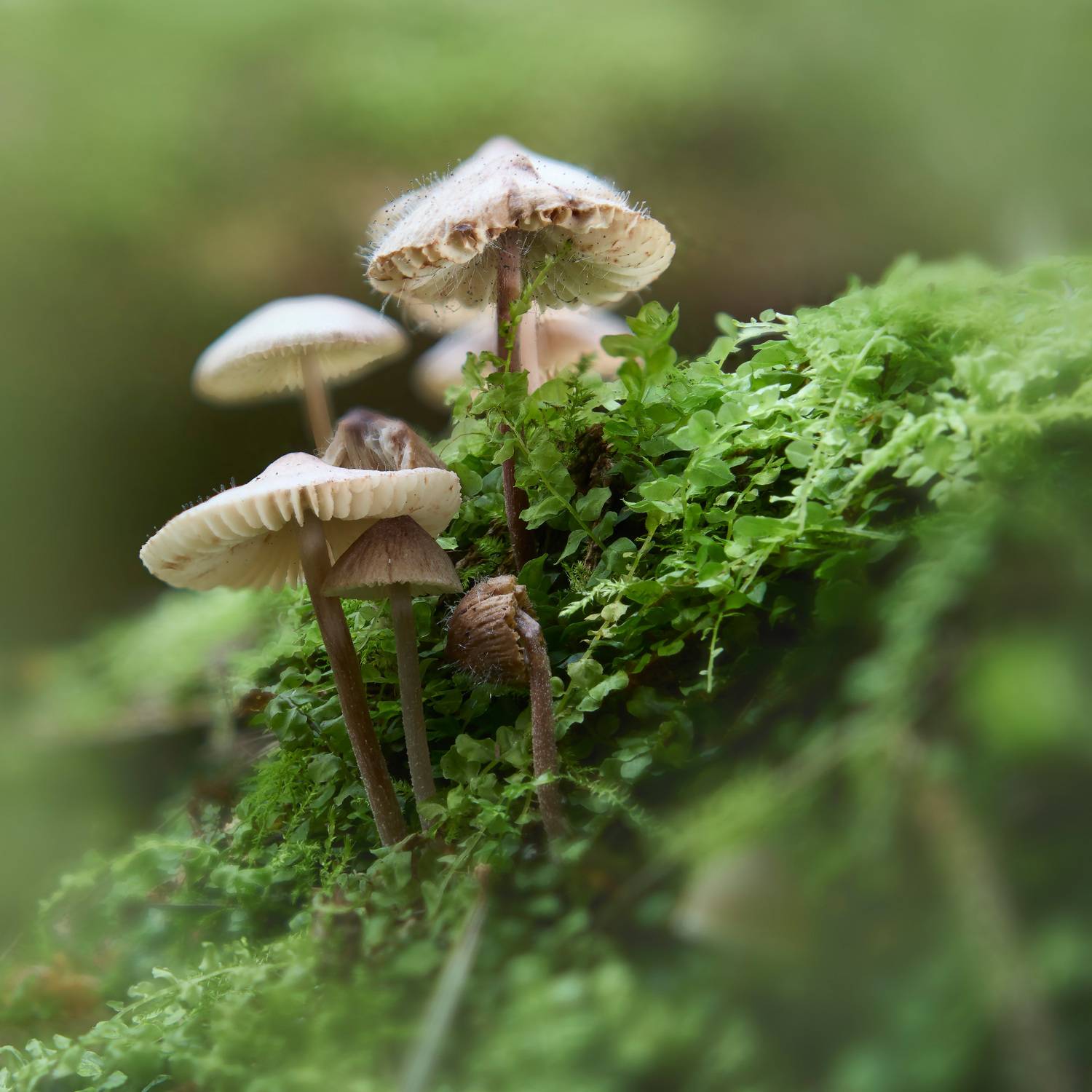 грибы, лес, Валерий Вождаев