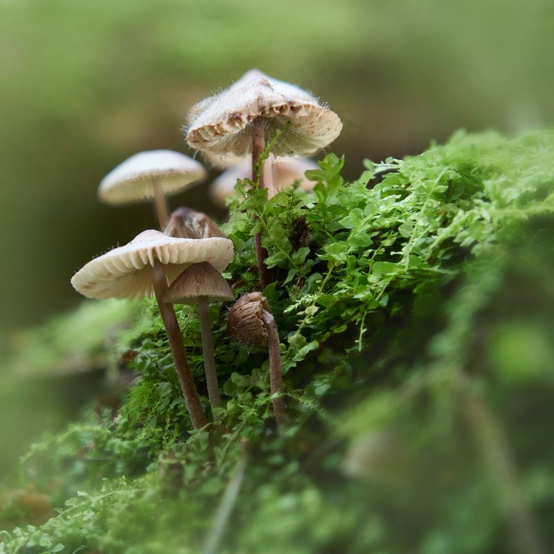 Грибочки фото превью