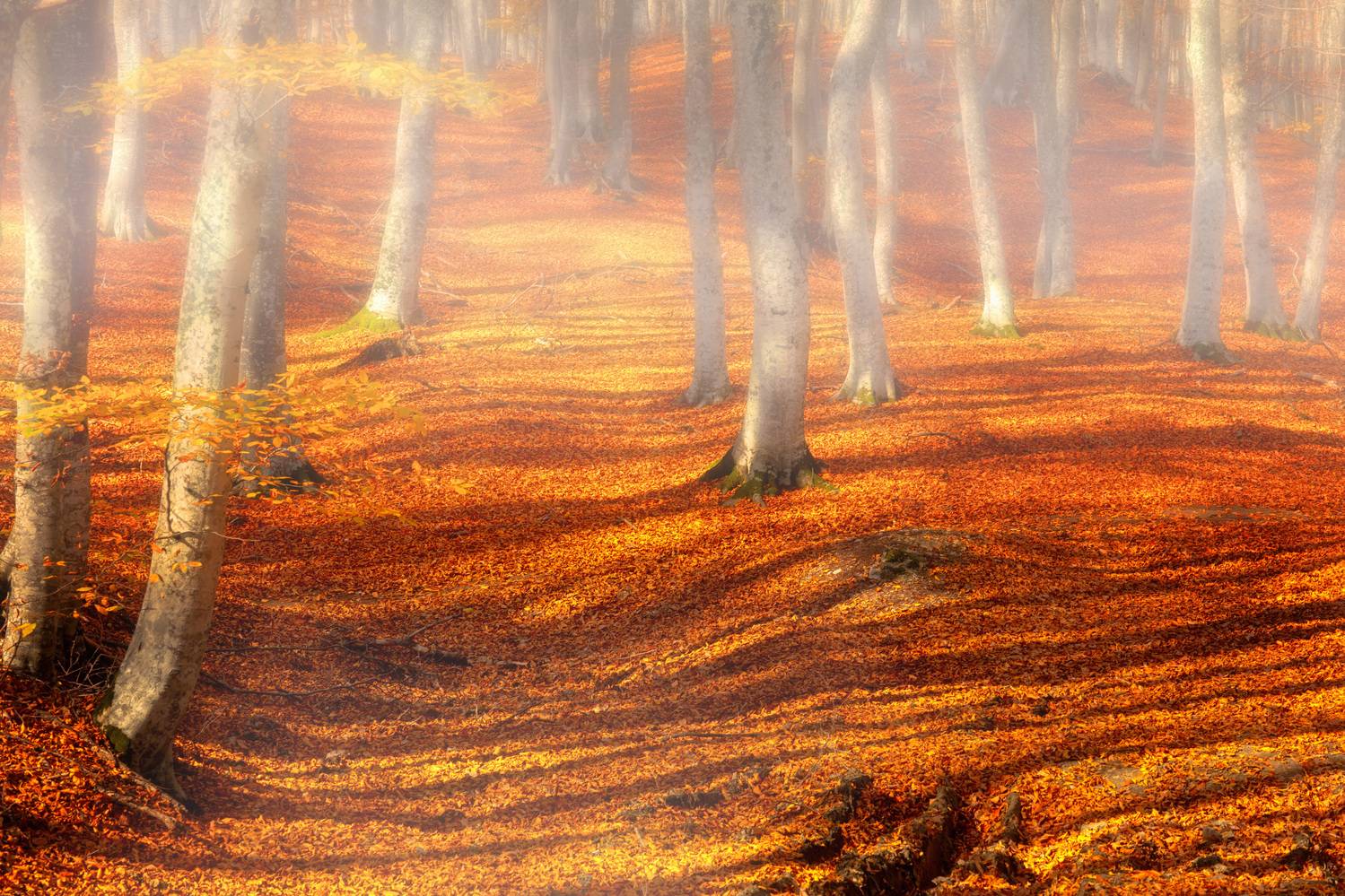 abashkin sergey, абашкин сергей, природа, forest, nature, пейзаж, бук, буковый лес, золотая осень,туман, солнце, осень, листва, осень, Абашкин Сергей