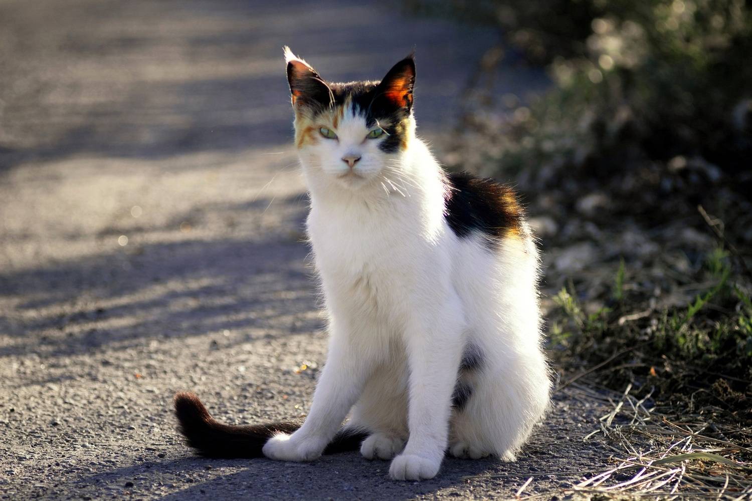 кошка, Александр Канцур