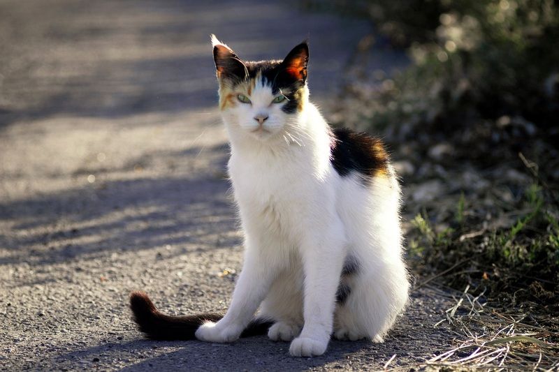 кошка В  темном переулке, где гуляет Мурка. фото превью
