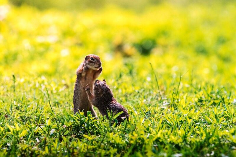 *** фото превью