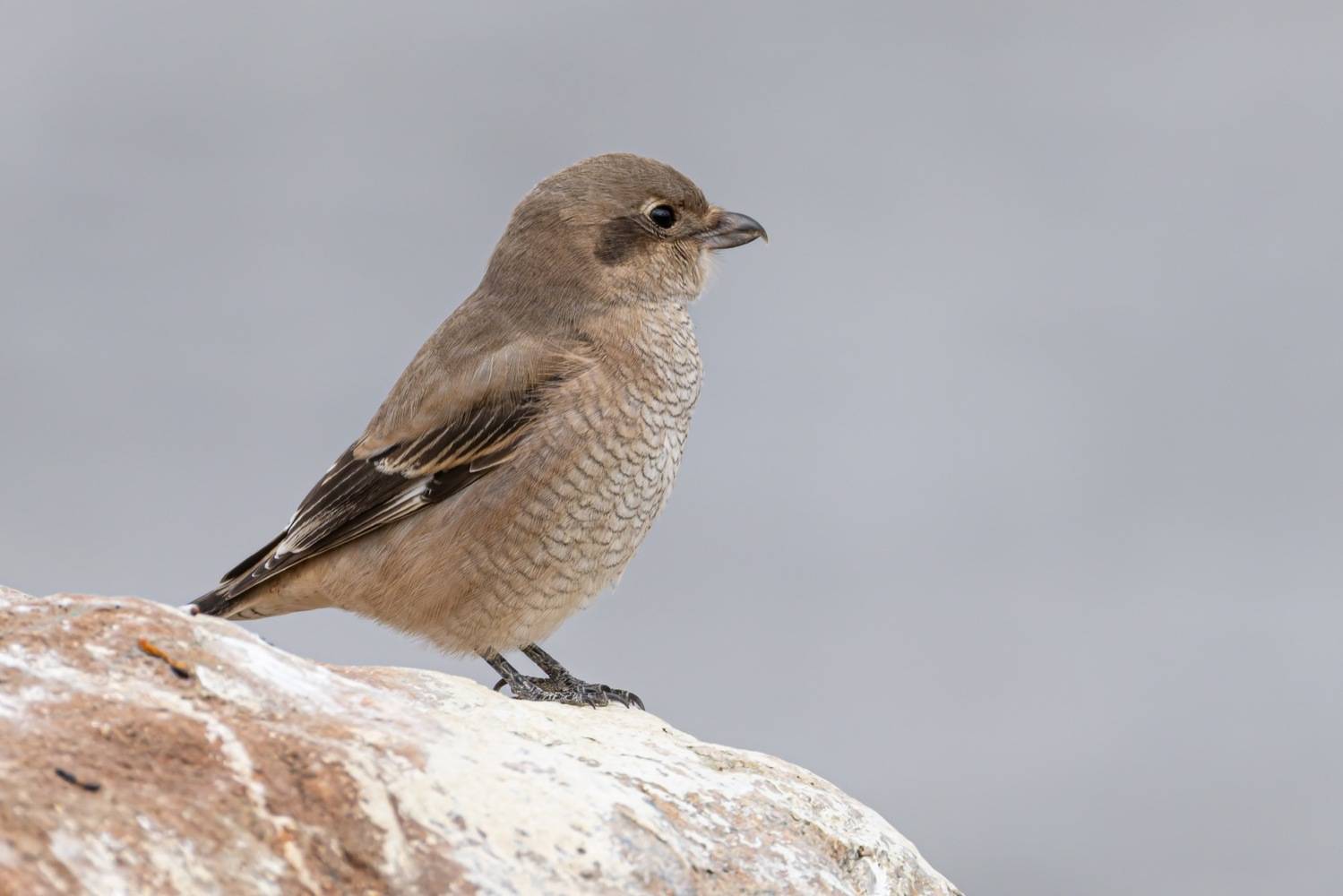 северный сорокопут, сорокопут, птицы, алтай, Ruslan Pl