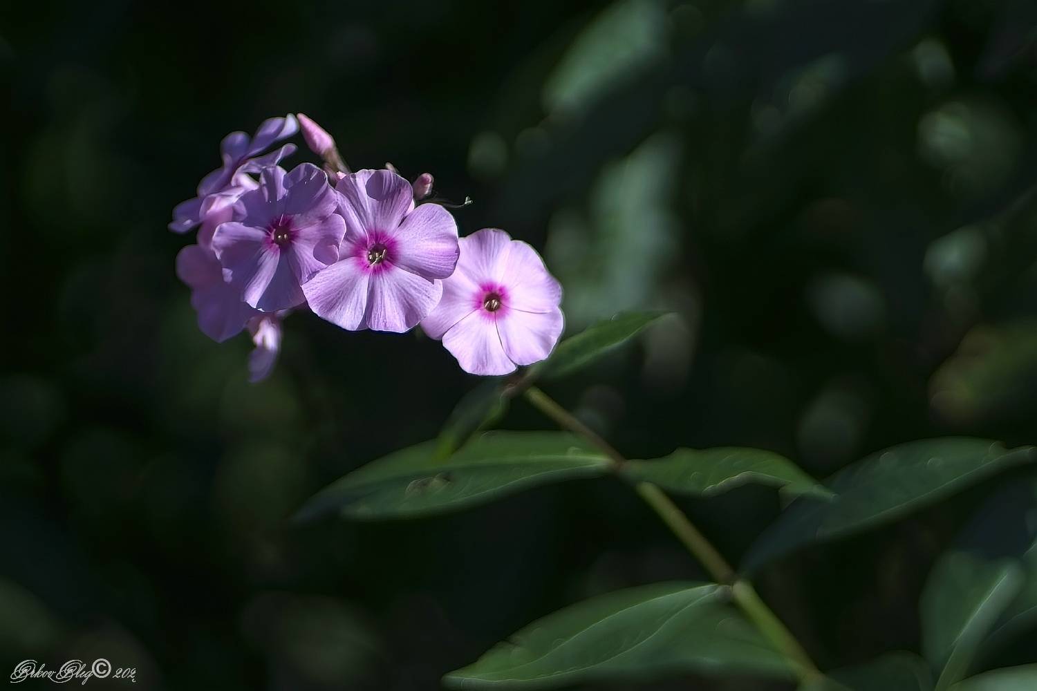 , Орлов Олег