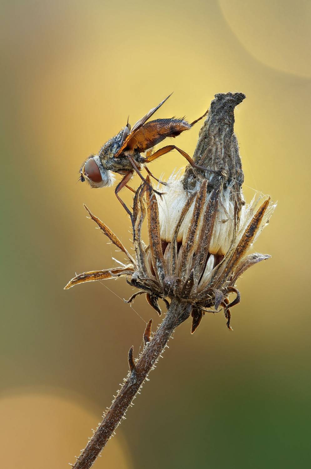 , Чепленко Алексей