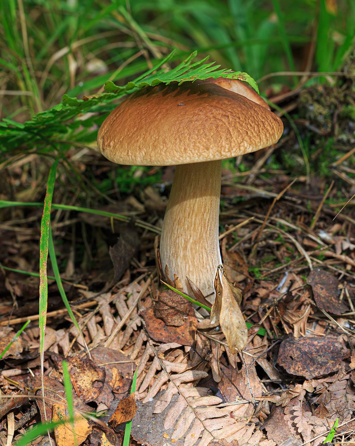 осень, сентябрь, гриб, белый, Борис Новиков