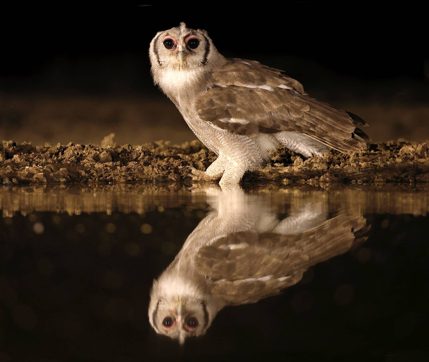 , Гудков Андрей