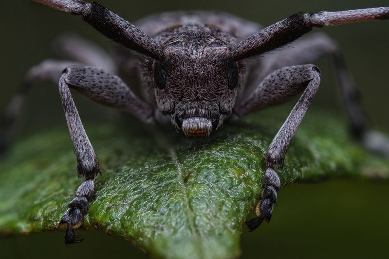 (Acanthocinus aedilis) фото превью