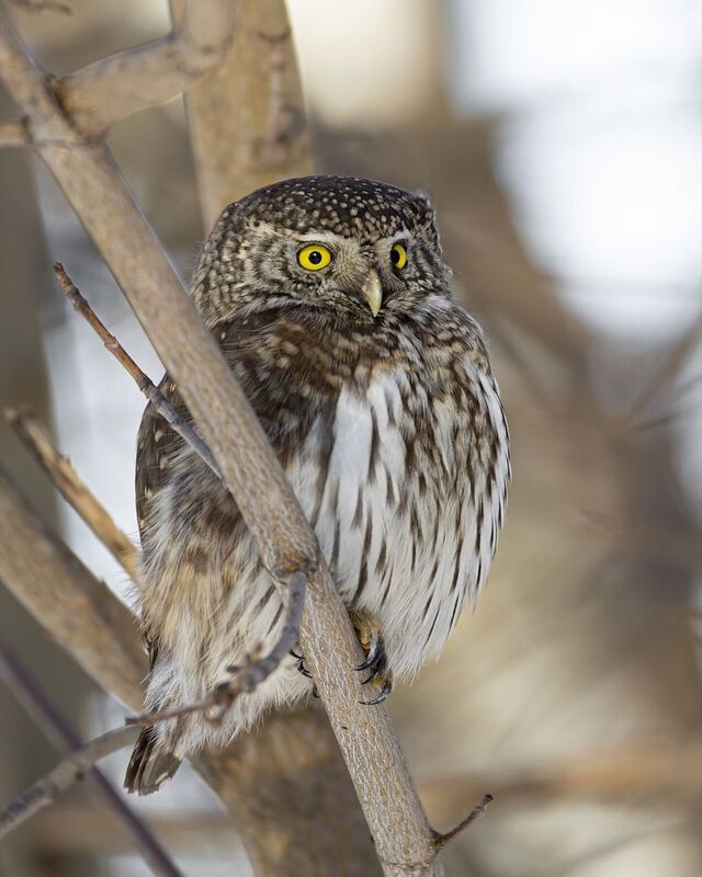 воробьиный сычик, воробьиный сыч, сова, птицы,  фото превью