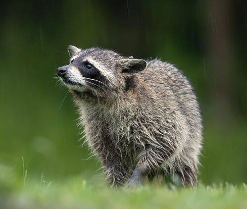 Wet Raccoon -Енот-полоскун после дождя