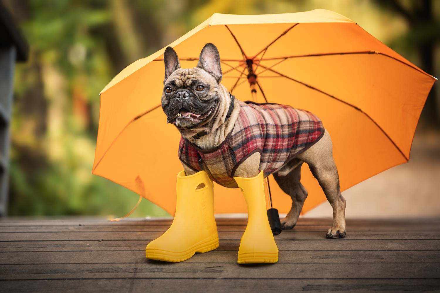 , Елена Самусенкова