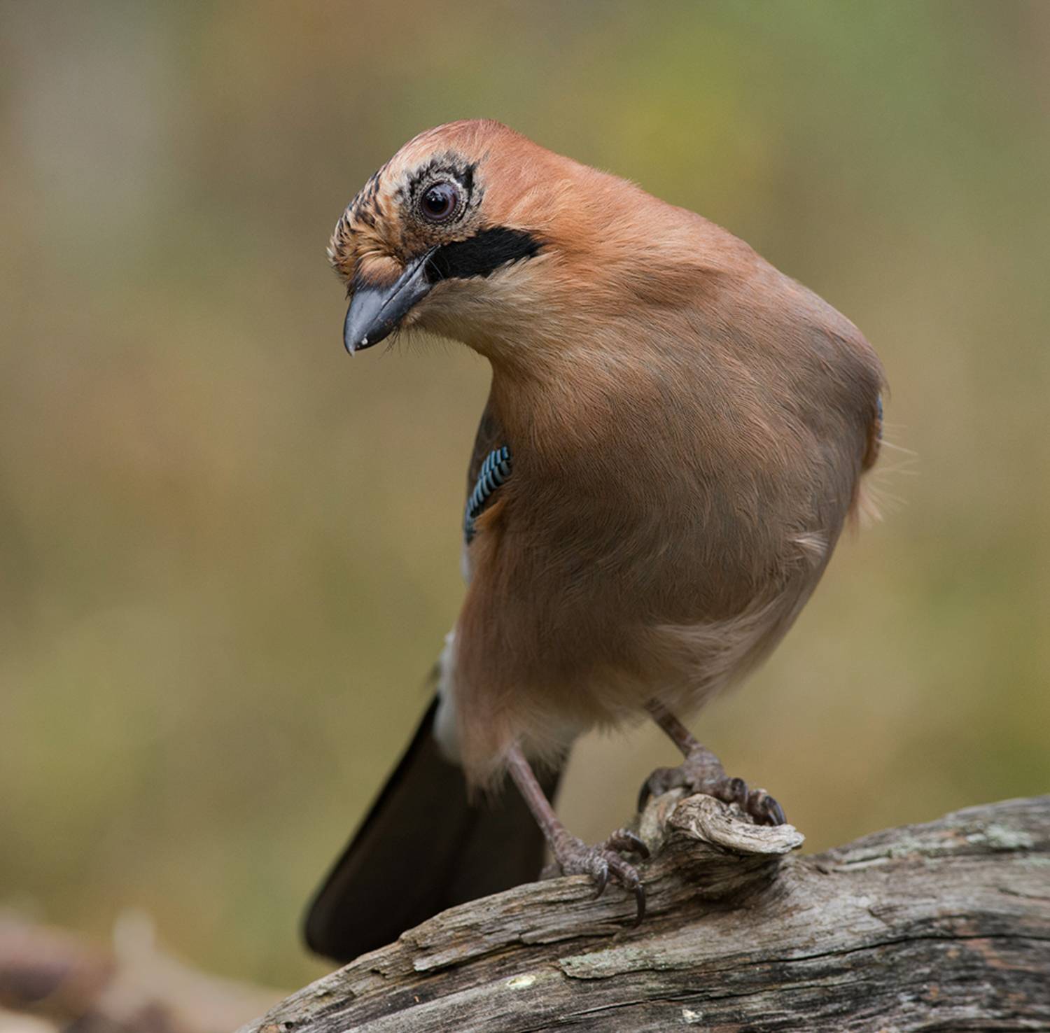 сойка,бор,сентябрь, Иван