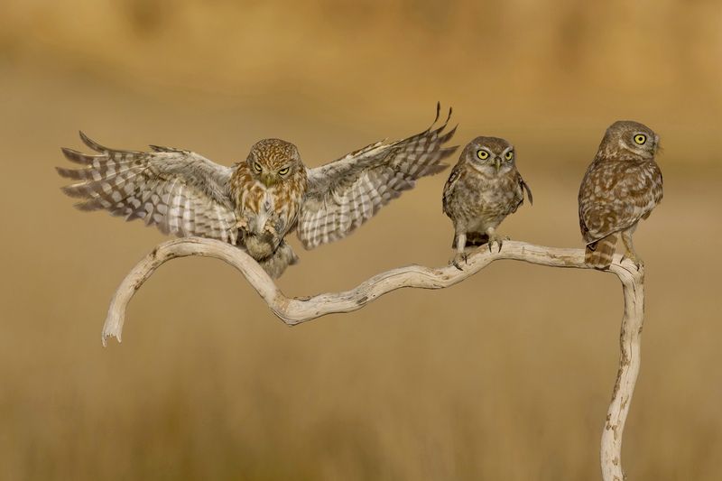 Little owls  фото превью