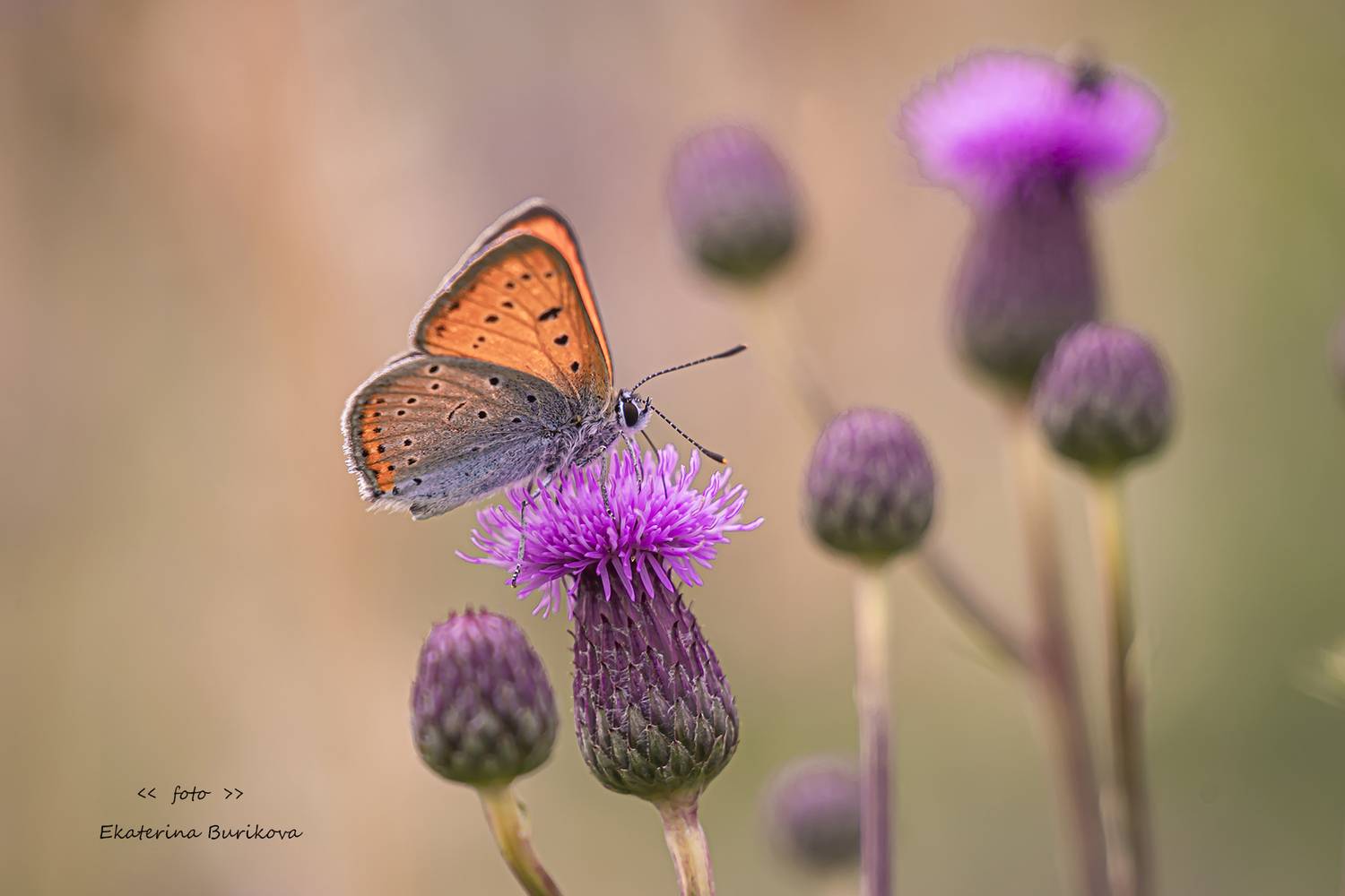 , Бурикова Екатерина