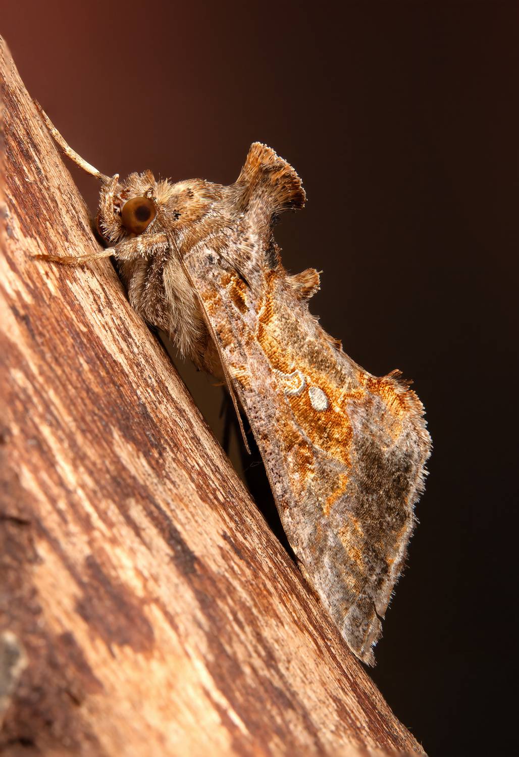 макрофото, макрофотографии, фотомакро, насекомые, макромир, макрофотограф, макроаддикт, макро_мир, naturelovers, naturelover, naturephotography, macrolove, macro_love, biodiversity, macrophotography, macro, macronature, entomology, arthropods, arthropod, ,  Stephane